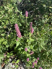 Agastache pallidiflora