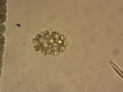 Pandorina unicocca