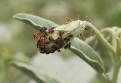 Dorymyrmex bicolor