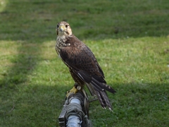 Saker Falcon photo 5
