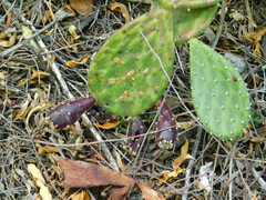 Opuntia rastrera