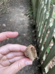 Antheraea polyphemus