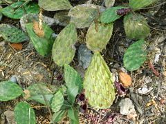 Opuntia rastrera