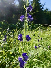 Aconitum delphiniifolium