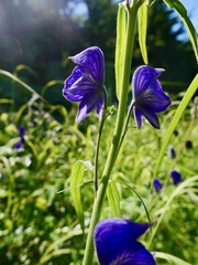 Aconitum delphiniifolium