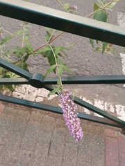 Buddleja davidii