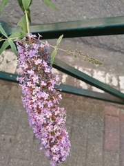 Buddleja davidii