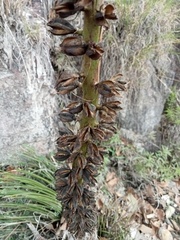 Agave ornithobroma