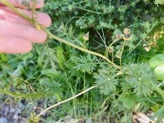 Artemisia arctica