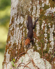 Uracentron flaviceps