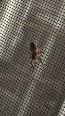 Platycryptus undatus