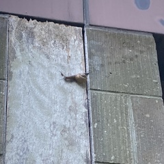 Karaftohelix gainesi