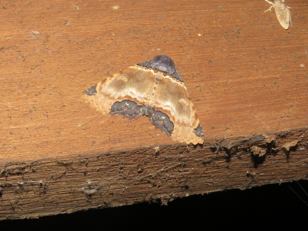 Sypnoides pannosa