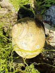 Littorina littorea