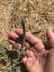 Verbena lasiostachys