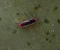 Hesperolabops gelastops