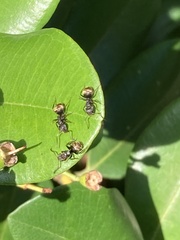 Formicidae