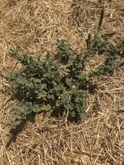 Verbena lasiostachys