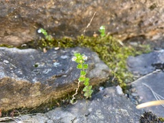 Euphrasia hudsoniana
