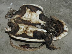 Caretta caretta