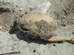 Caretta caretta