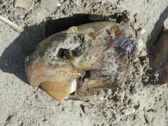 Caretta caretta