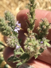 Verbena lasiostachys