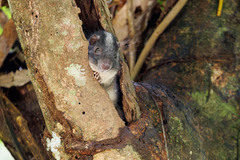 Isothrix bistriata