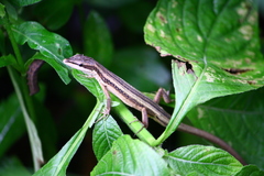 Takydromus kuehnei