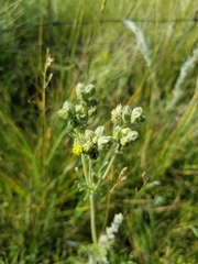 Potentilla bipinnatifida
