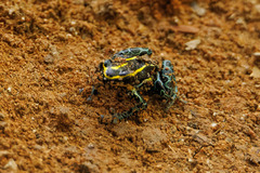 Ranitomeya variabilis