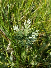 Potentilla bipinnatifida