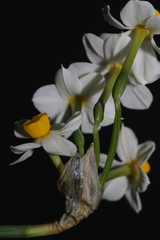 Narcissus tazetta tazetta