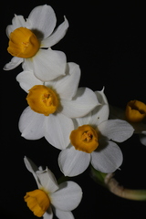 Narcissus tazetta tazetta