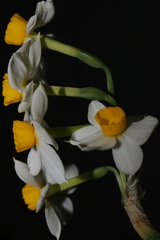 Narcissus tazetta tazetta