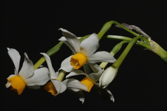 Narcissus tazetta tazetta
