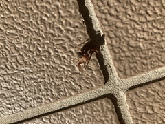 Xysticus croceus