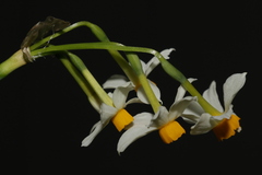 Narcissus tazetta tazetta