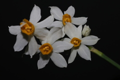 Narcissus tazetta tazetta