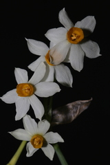 Narcissus tazetta tazetta