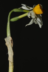 Narcissus tazetta tazetta