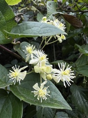 Clematis haenkeana