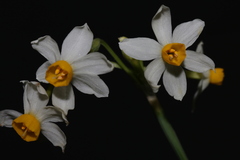 Narcissus tazetta tazetta