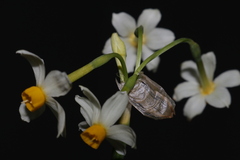 Narcissus tazetta tazetta