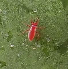 Hesperolabops gelastops