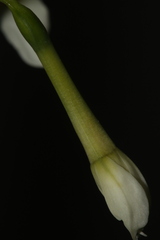Narcissus tazetta tazetta