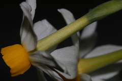 Narcissus tazetta tazetta