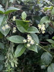 Clematis haenkeana