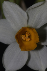 Narcissus tazetta tazetta