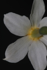 Narcissus tazetta tazetta